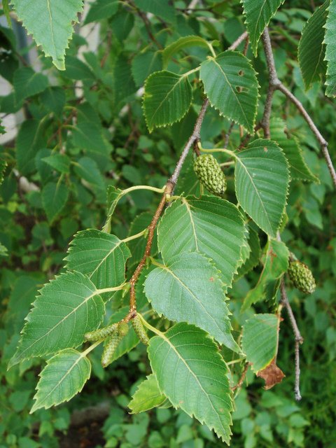 Betula costata chatons